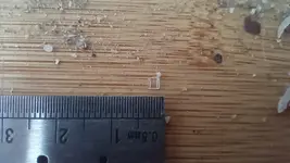 Carpet monster (1).webp Carpet monster (1).webp
