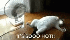 cat-hot.gif cat-hot.gif
