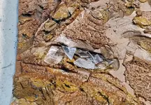Ice exp 27oct26  (7).webp