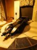 DSCN1569.JPG