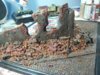 100_7768.JPG