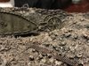 mk1-060_2018-11-6.jpg