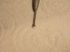 Small PE 008.JPG