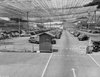 wwii-lockheed-covered-in-netting-5.jpg