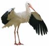 Storch.jpg