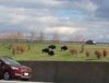 bison sculpts on Thruway.jpg
