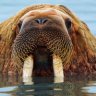 OldWalrus